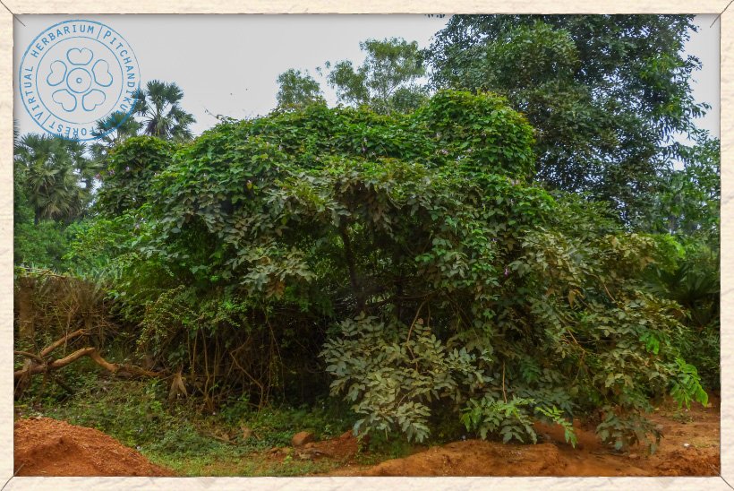 Canavalia cathartica covering shrubs and trees