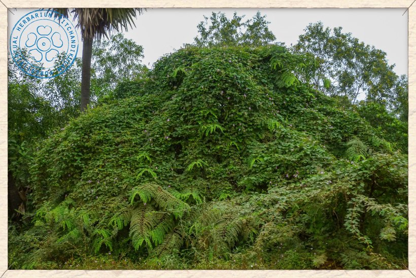 Canavalia cathartica straggling over a tree (Cassia roxburghii)