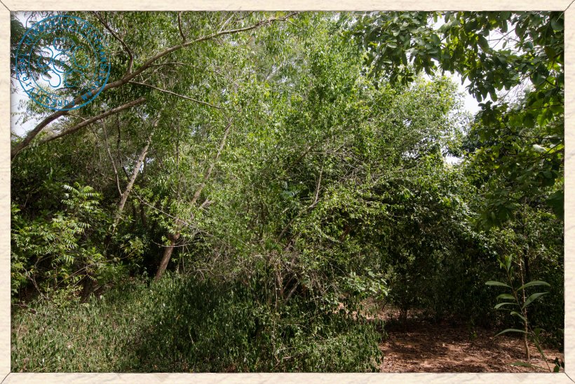Canthium coromandelicum shrub