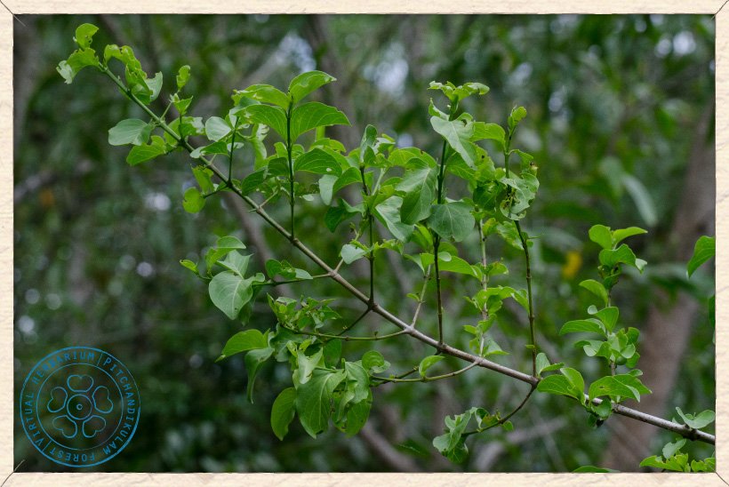 Canthium coromandelicum branch