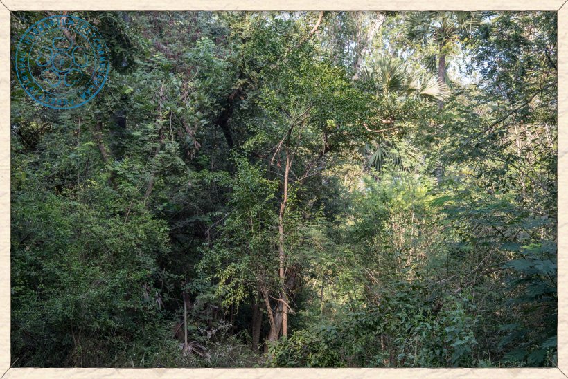 Canthium coromandelicum shrub