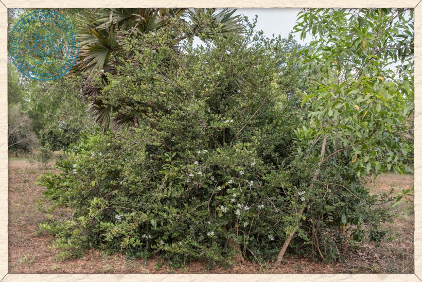 Capparis brevispina shrub
