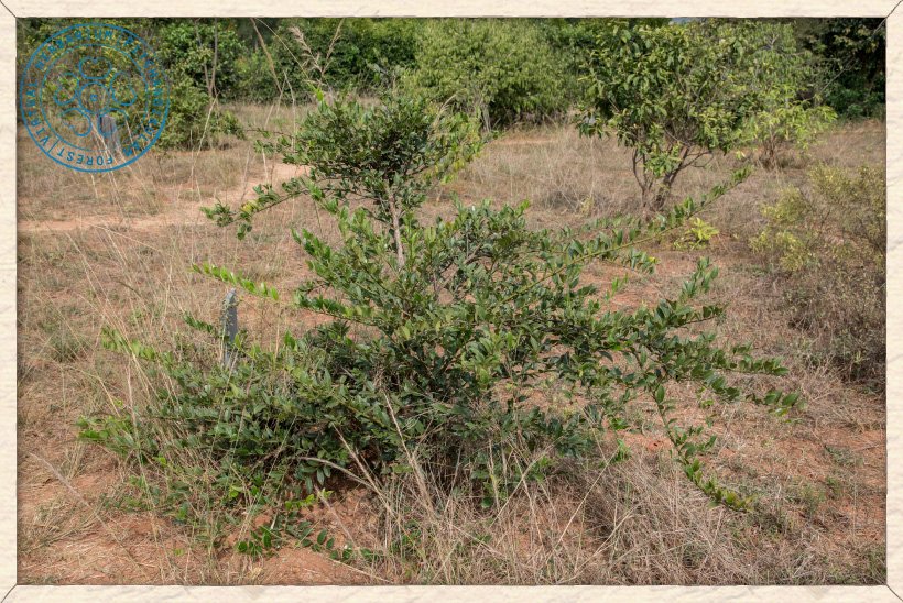 Capparis brevispina young shrub