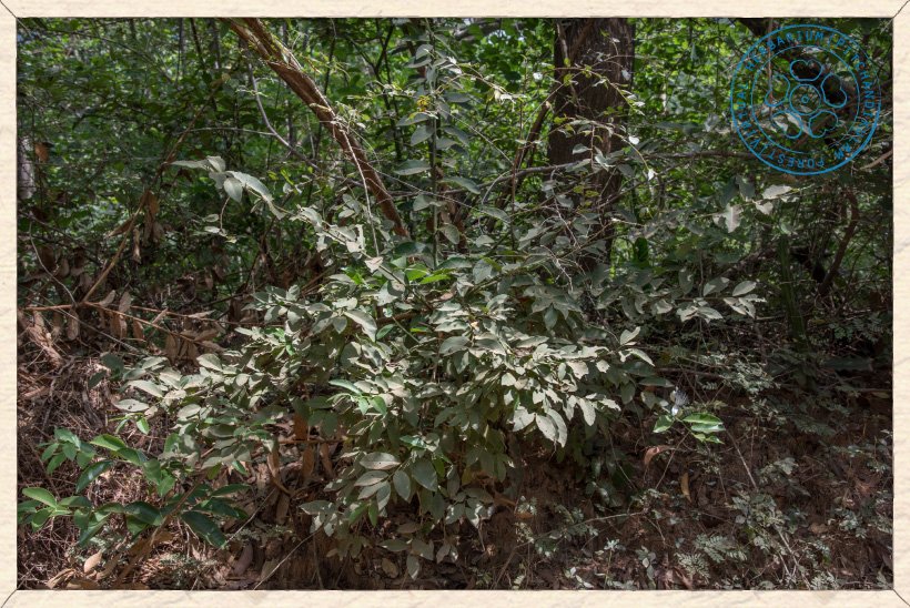 Capparis brevispina young shrub