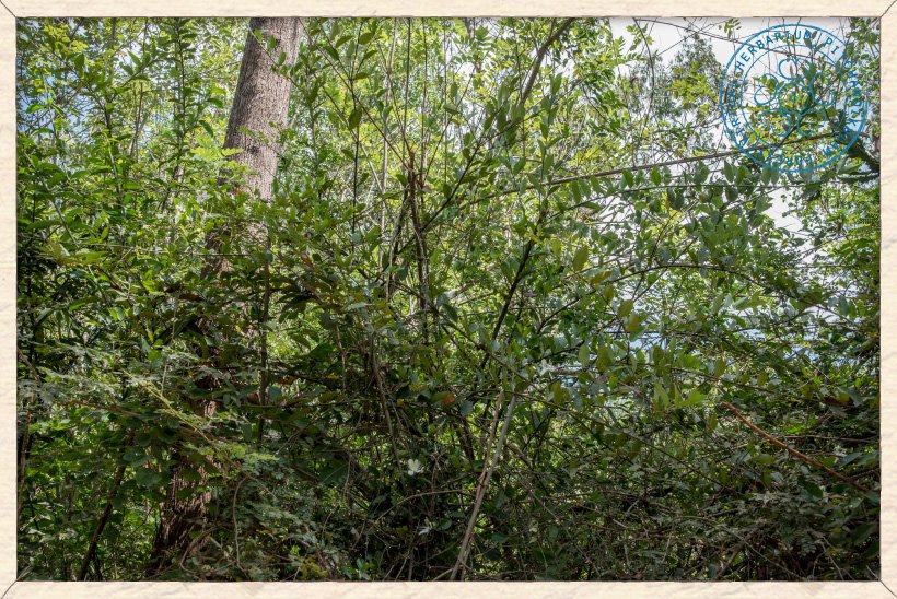Capparis brevispina climbing branches