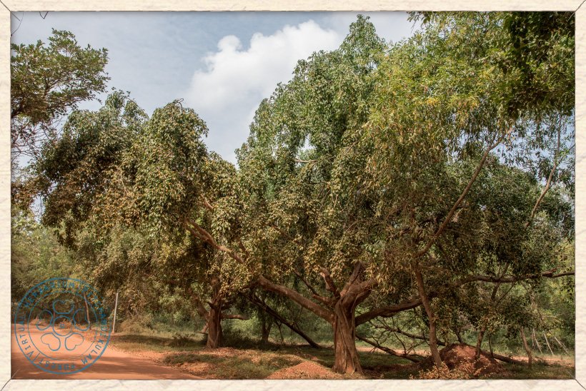 Ficus benjamina trees