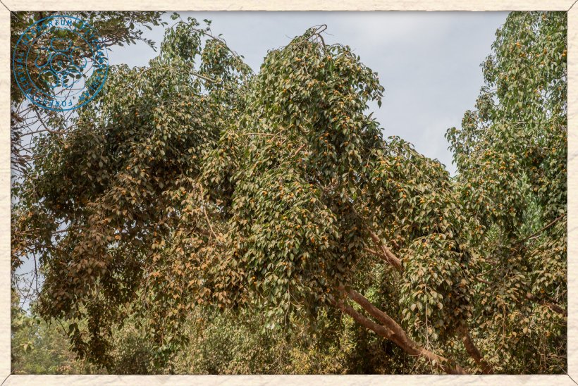 Ficus benjamina tree in fruit