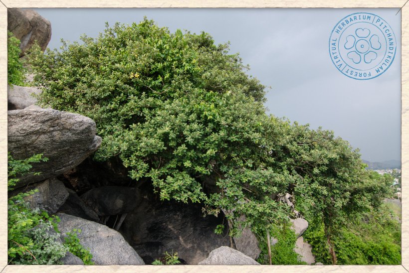 Ficus mollis growing amongst the rocks (Gingee hillocks, Tamil Nadu)