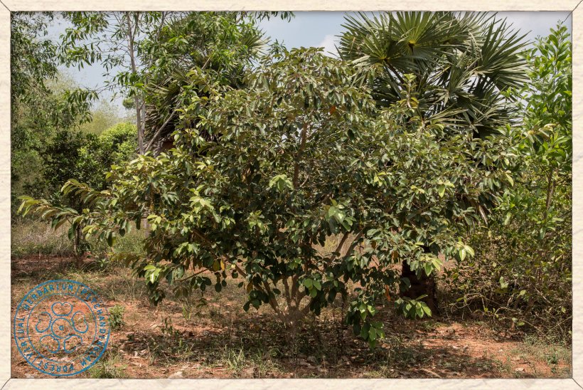 Ficus mollis young tree