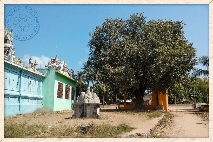 Ficus religiosa tree beside a temple