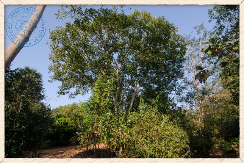 Ficus religiosa tree