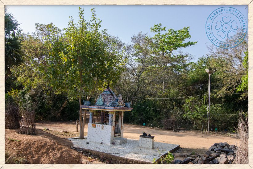 Ficus religiosa young tree next to a small temple