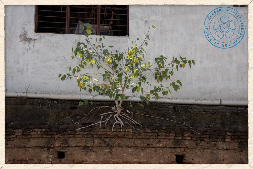 Young Ficus religiosa growing on a building wall
