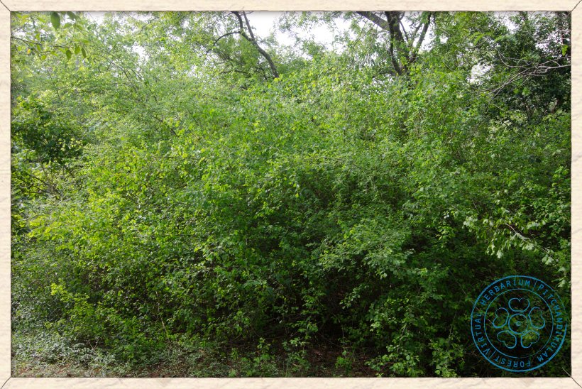 Flueggea leucopyrus shrubs