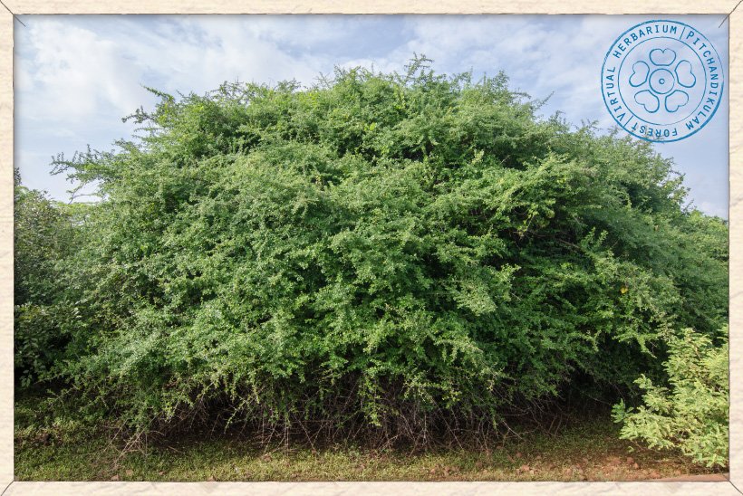 Gmelina asiatica old shrub