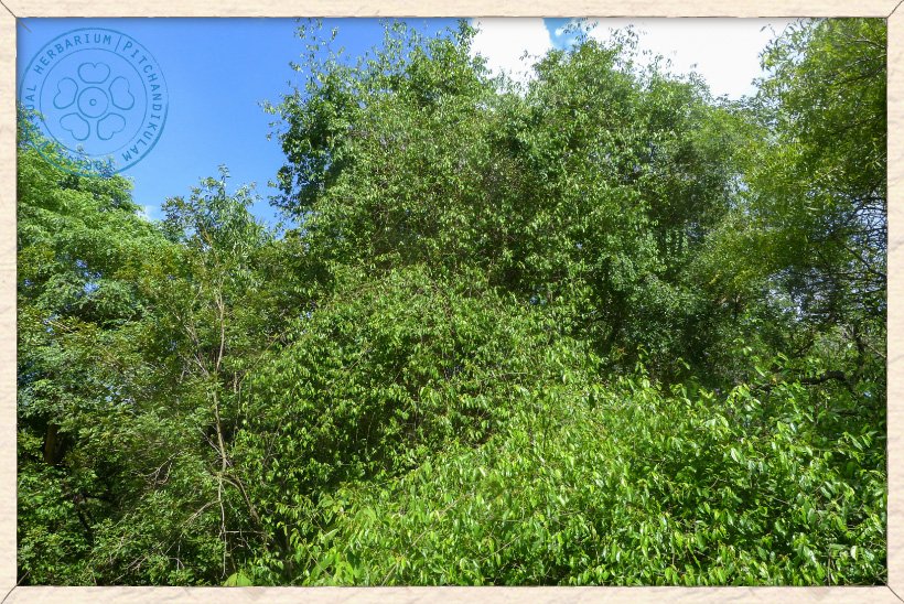 Grewia carpinifolia climbing on a tree