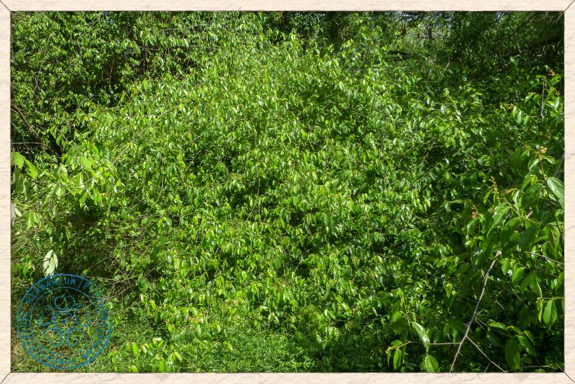 Grewia carpinifolia climbing on a shrub