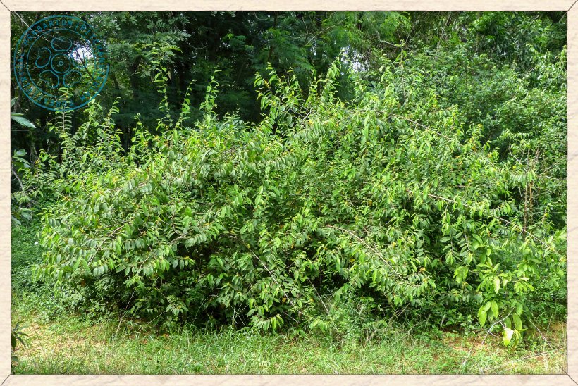 Grewia flavescens multi-stemmed shrub