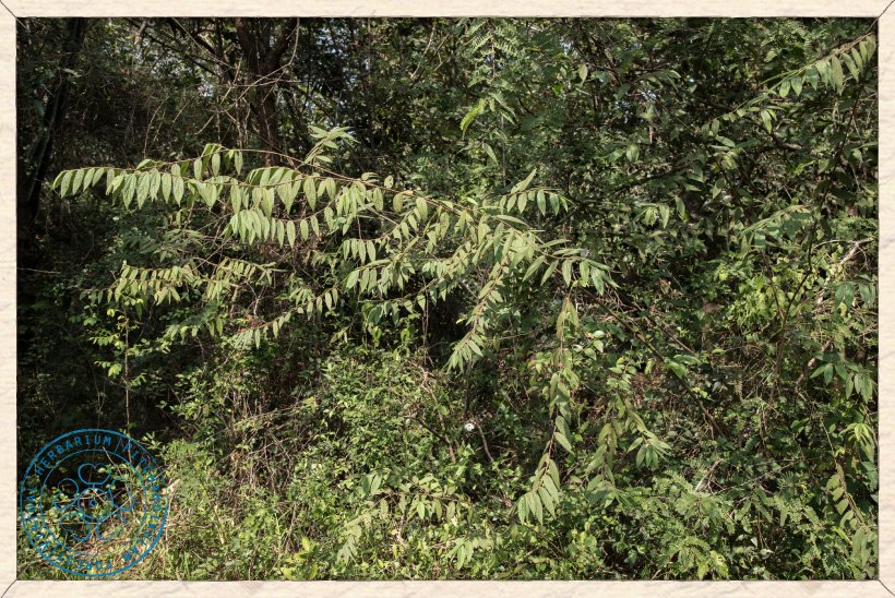 Grewia hirsuta shrub