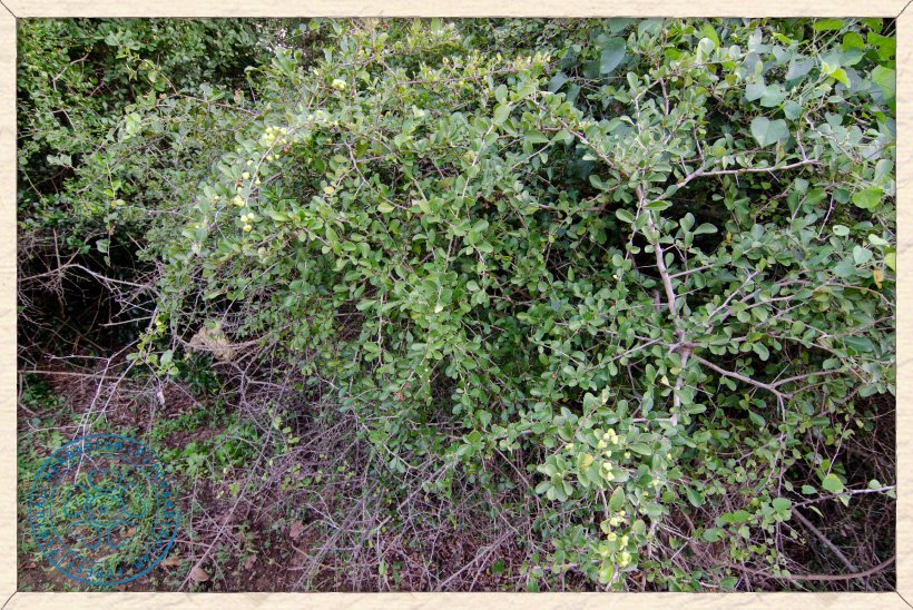 Gymnosporia emarginata shrub