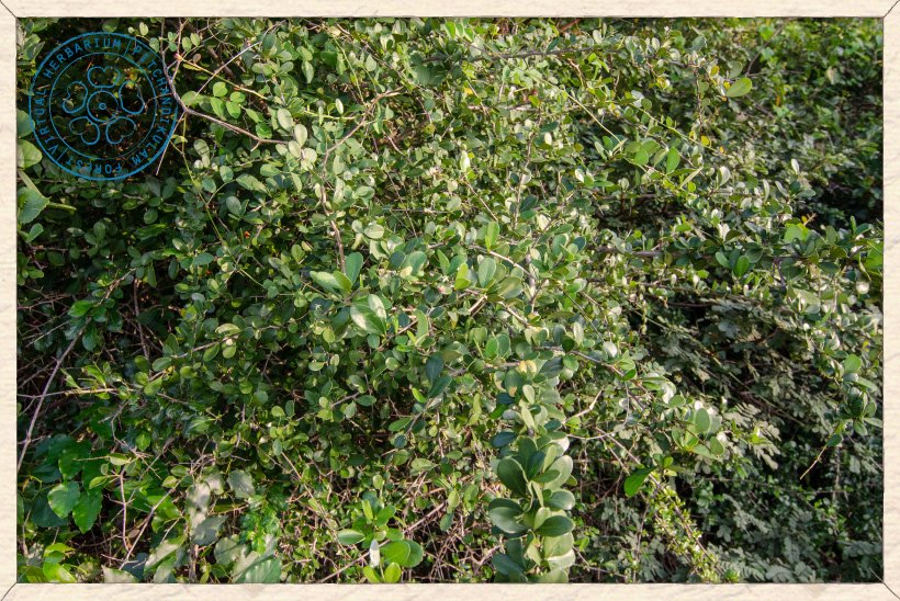 Gymnosporia emarginata shrub