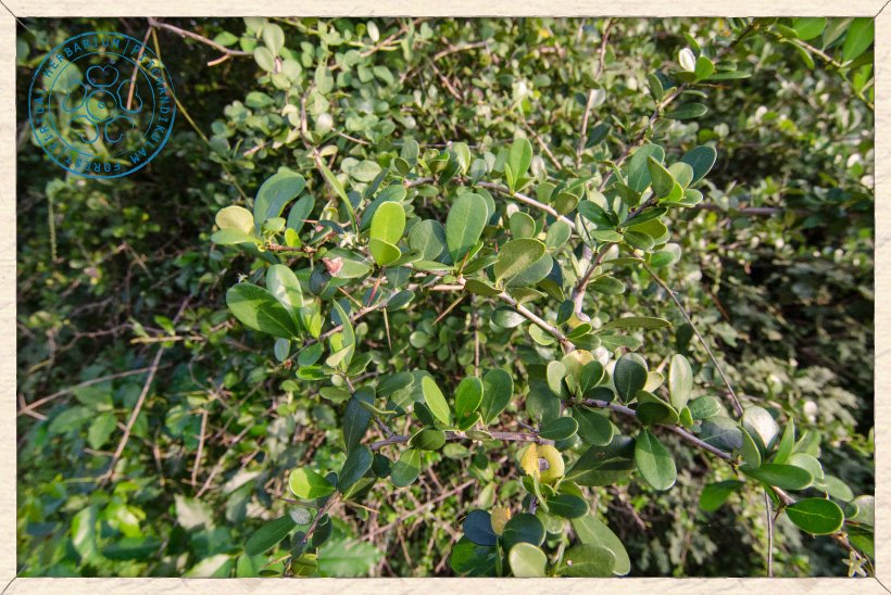 Gymnosporia emarginata branches
