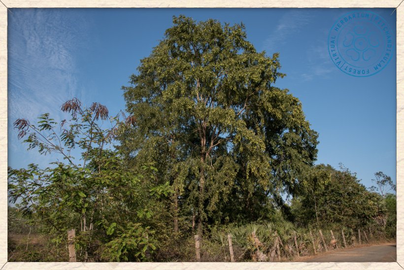 Hardwickia binata tree