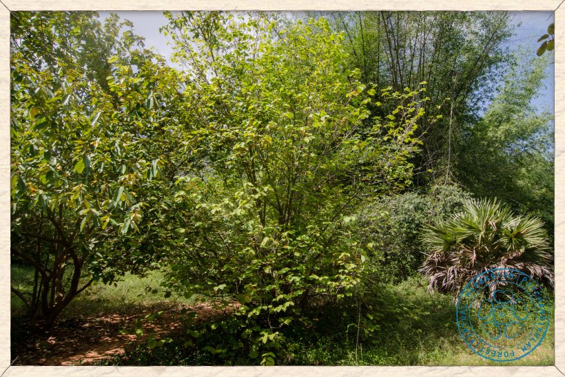 Helicteres isora tree