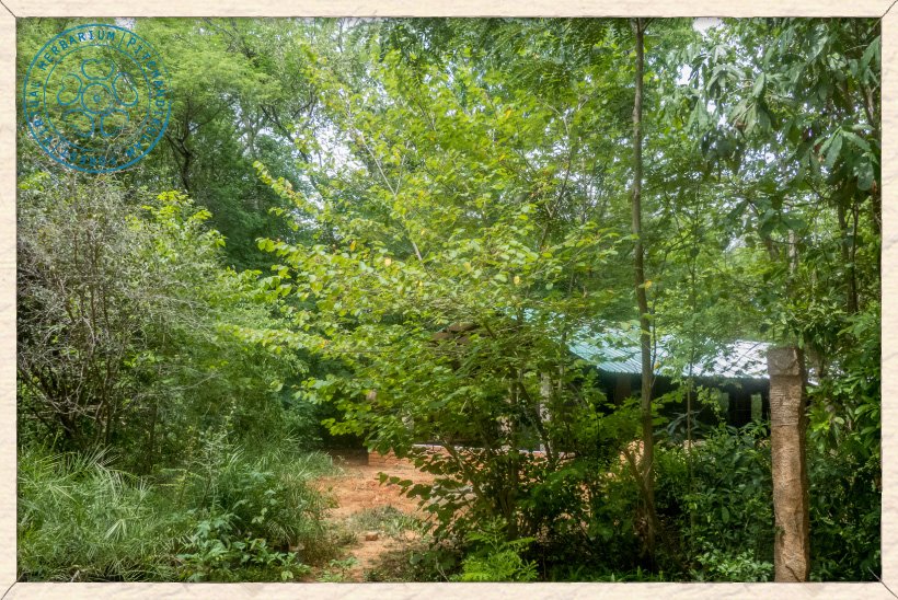 Helicteres isora young tree