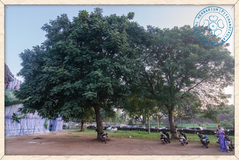 Lannea coromandelica trees