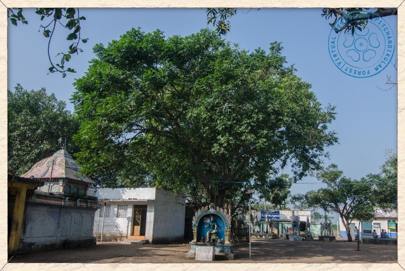 Lannea coromandelica tree