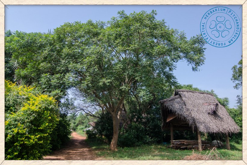 Lannea coromandelica tree