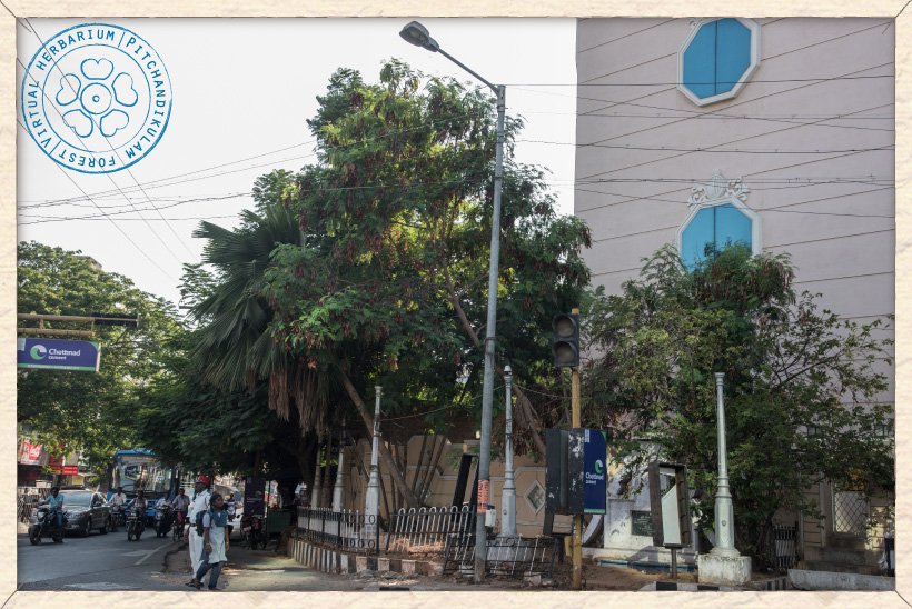 Leucaena leucocephala avenue tree