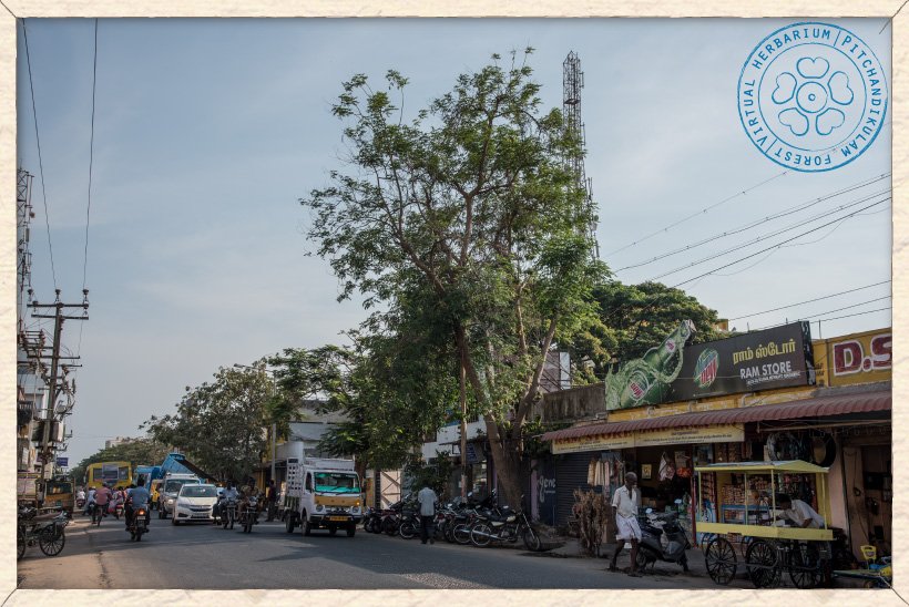 Millingtonia hortensis tree