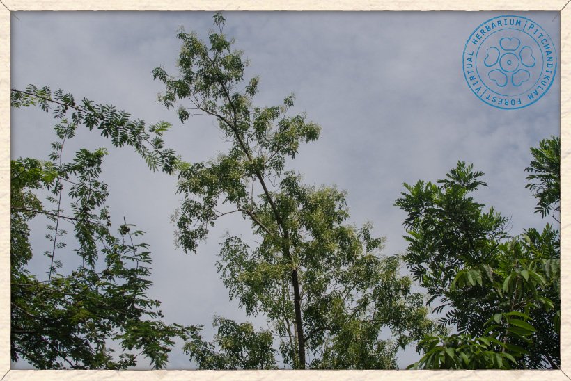 Millingtonia hortensis crown