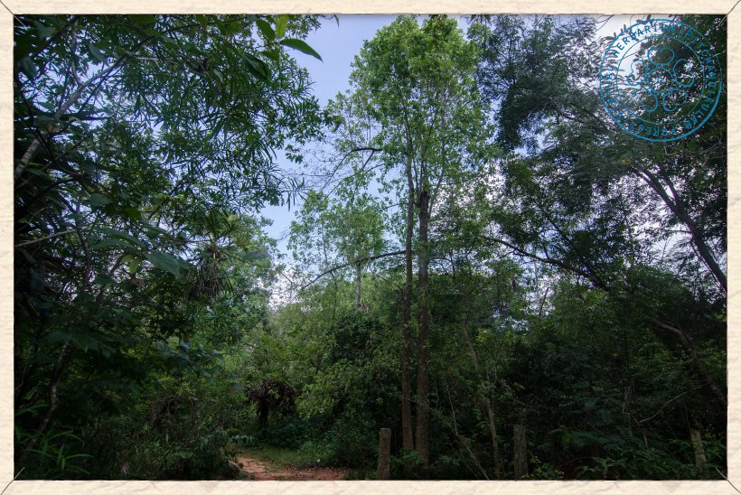 Mitragyna parvifolia young tree