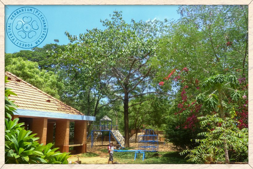 Neolamarckia cadamba tree