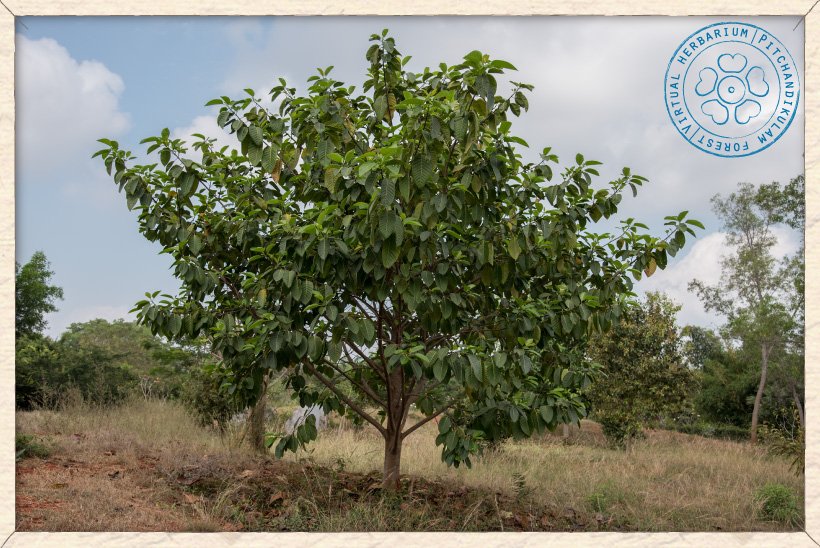 Neolamarckia cadamba young tree