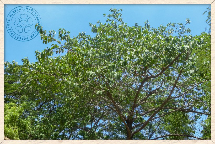 Neolamarckia cadamba crown