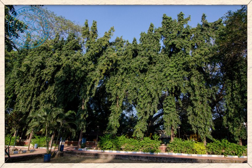 Monoon longifolium trees alignment