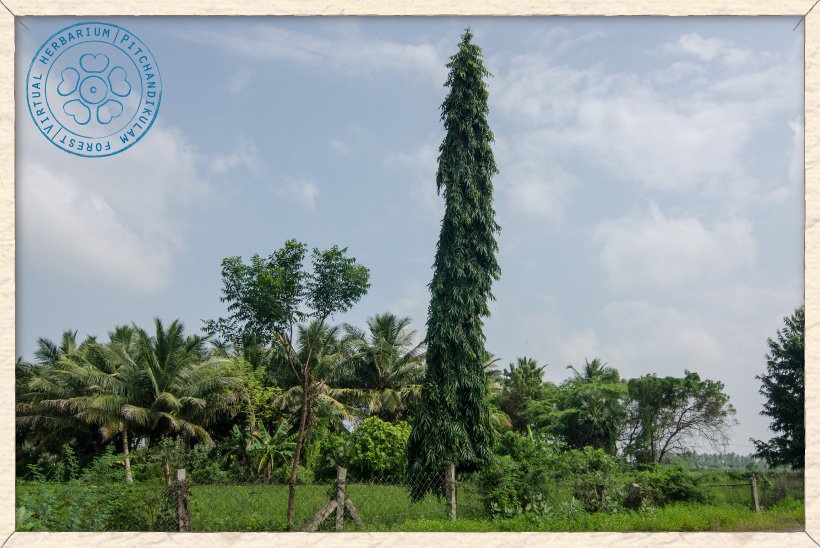 Monoon longifolium tree