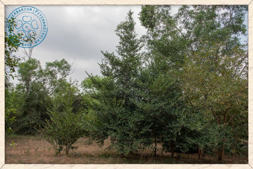 Suregada lanceolata trees