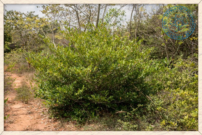 Suregada lanceolata young tree