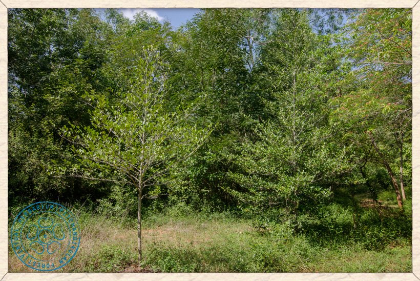 Suregada lanceolata young trees