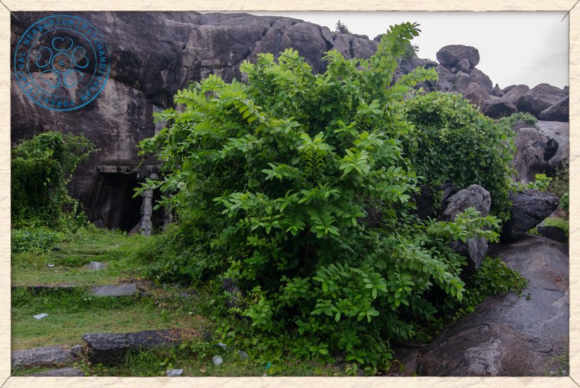 Wrightia tinctoria tree (Gingee, Tamil Nadu)