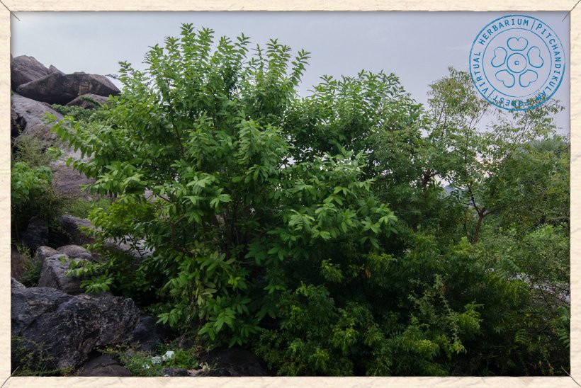 Wrightia tinctoria tree (Gingee, Tamil Nadu)