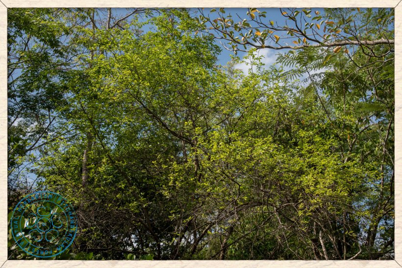 Ziziphus jujuba tree