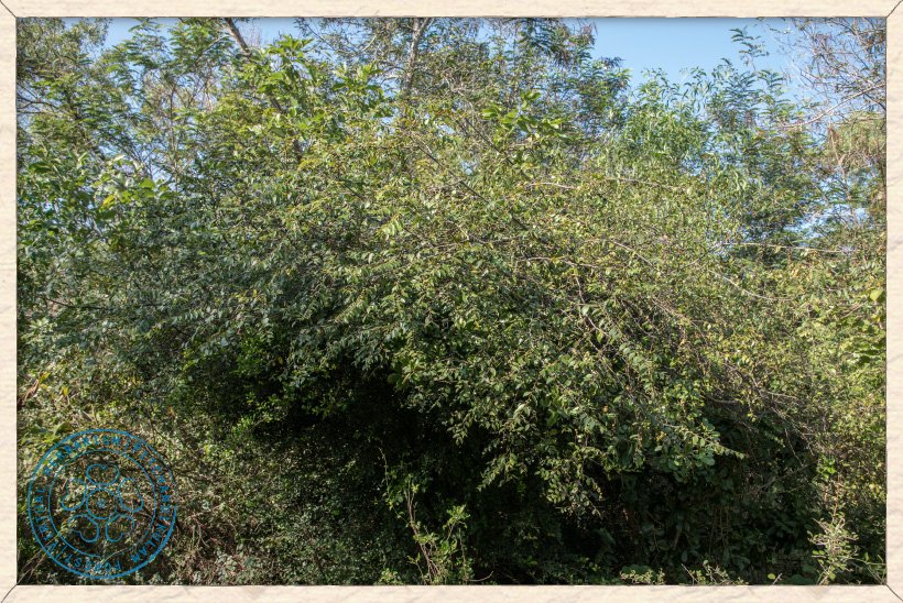 Ziziphus oenopolia climbing shrub