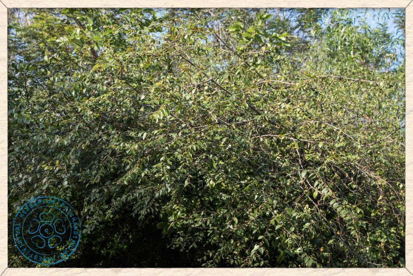 Ziziphus oenopolia shrub