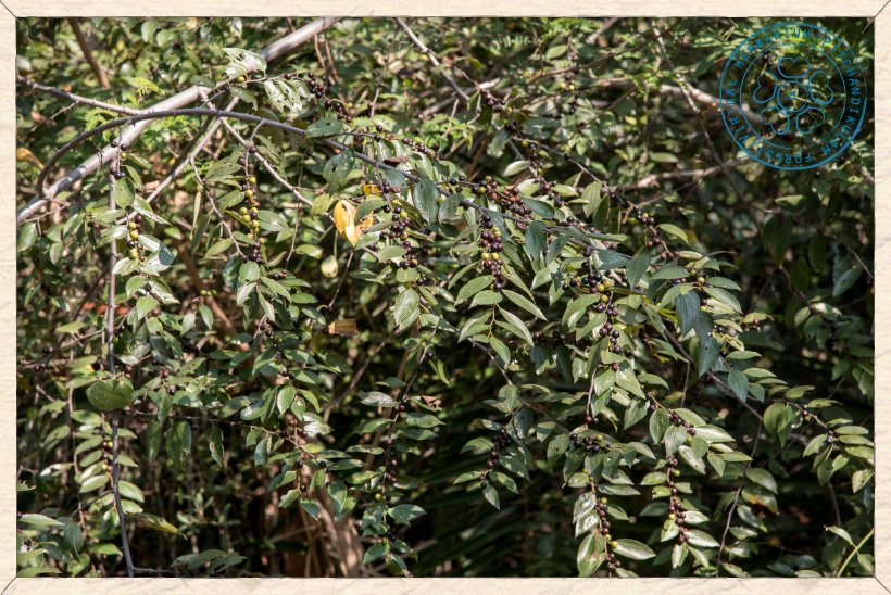 Ziziphus oenopolia in fruit